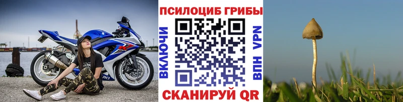 Галлюциногенные грибы Psilocybe Междуреченск